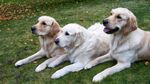三只金毛犬惬意趴草坪