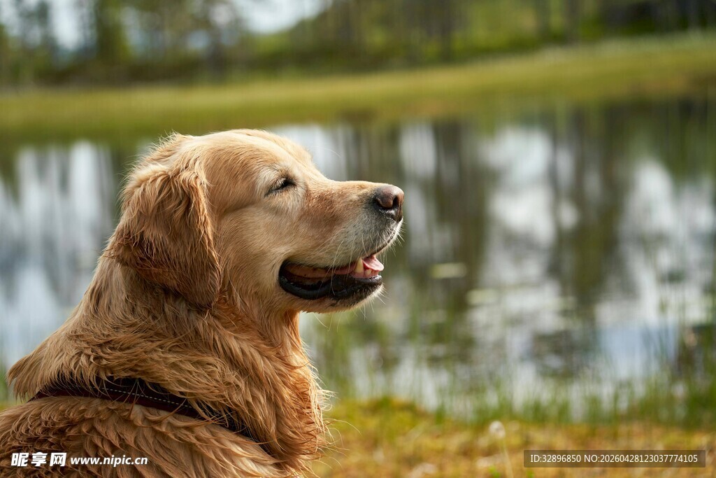 湖畔金毛犬惬意望远方