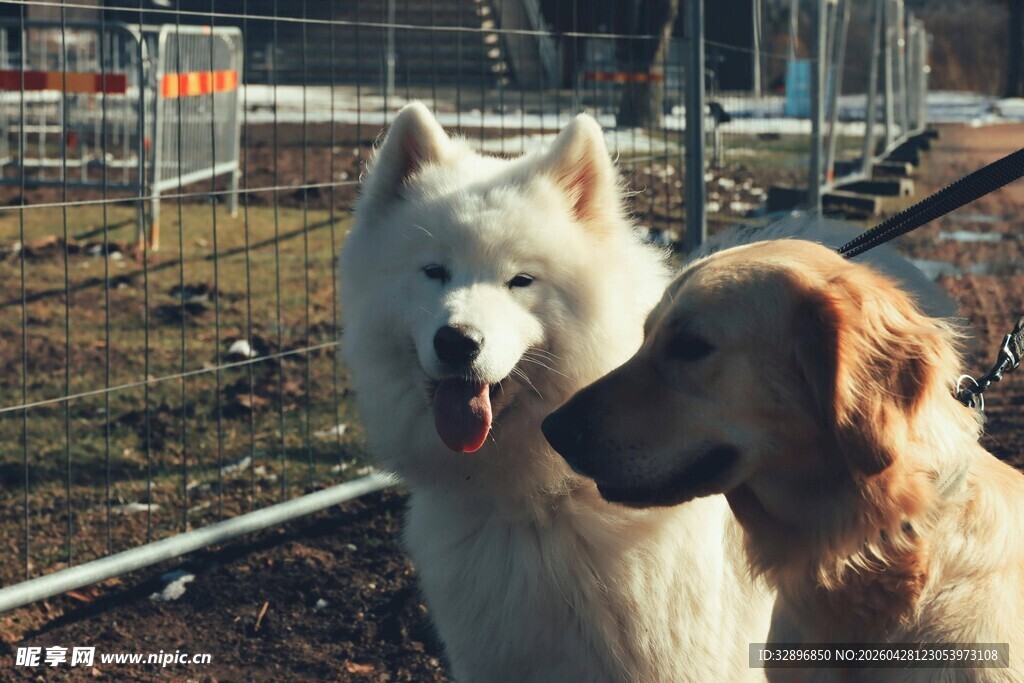 两只萌犬户外亲密相伴