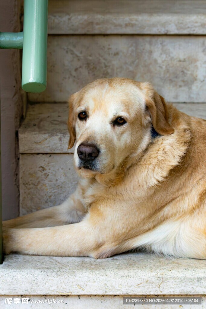 趴在门边的金毛犬