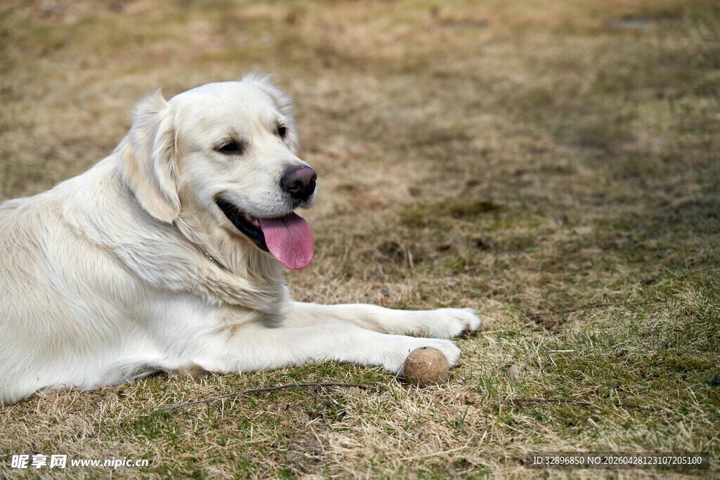 阳光下惬意的金毛犬
