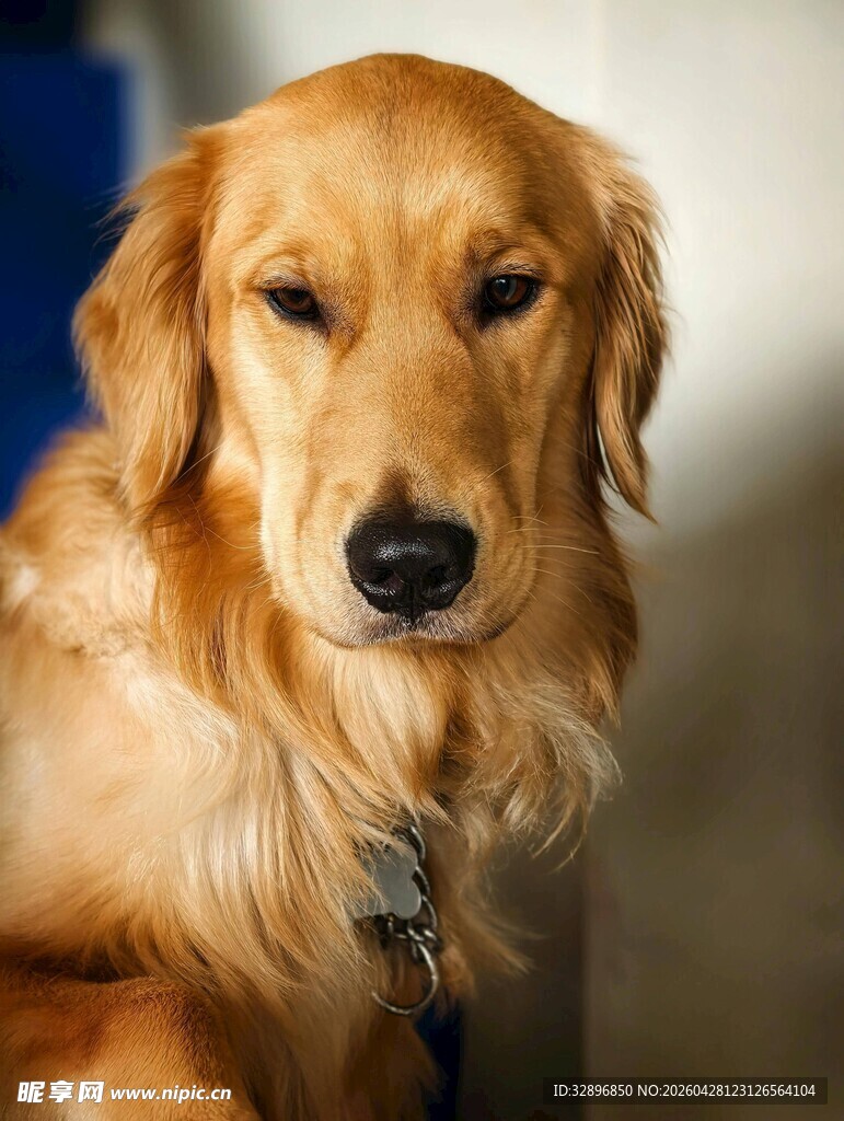 可爱金毛犬特写