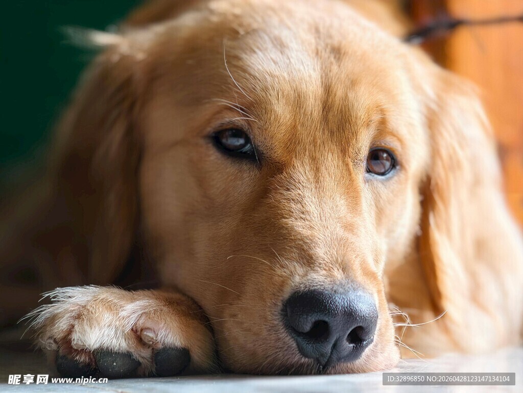 趴着的金毛犬