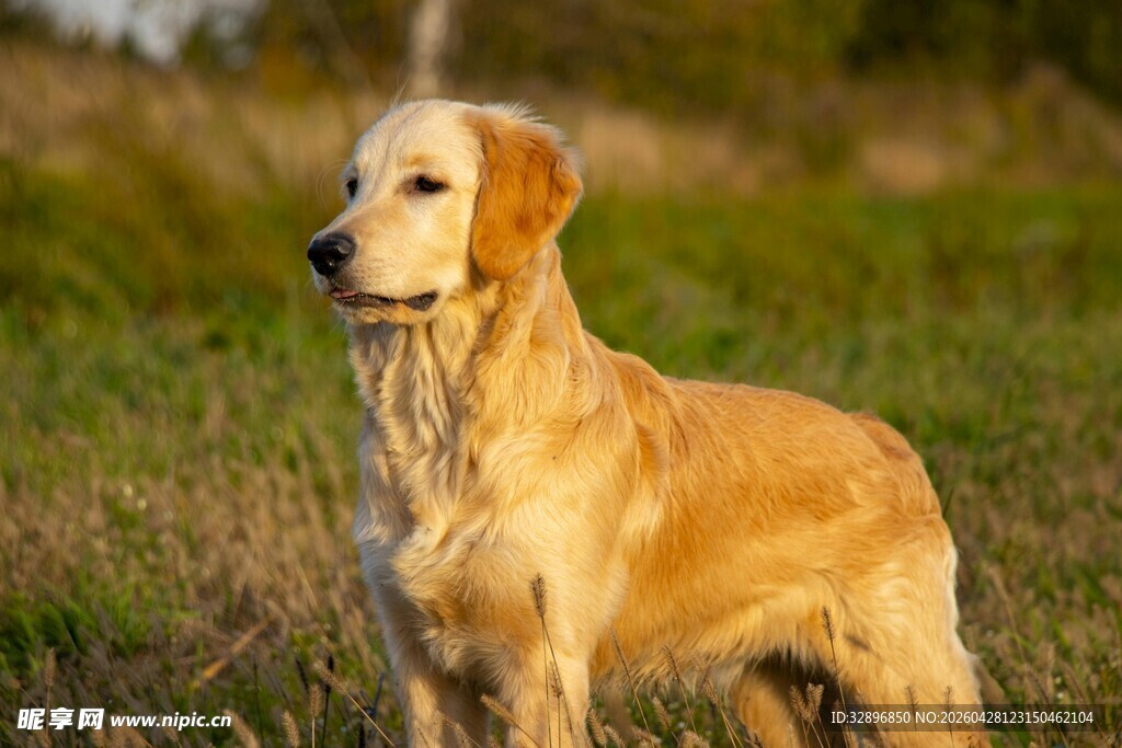 田野中的金毛犬