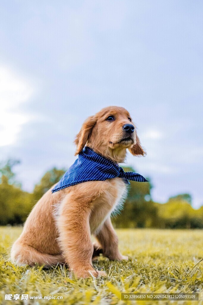 草地上戴蓝巾的可爱幼犬