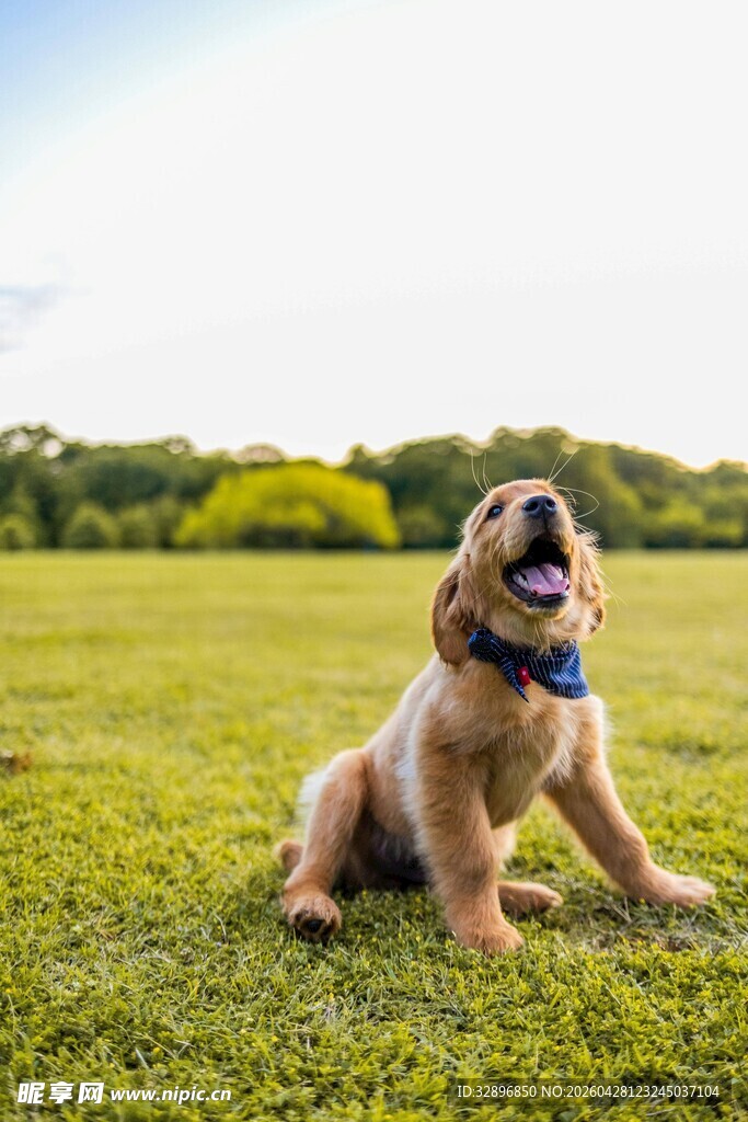 草地上的快乐金毛犬