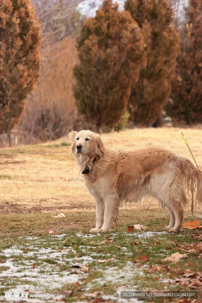 冬日户外的金毛犬