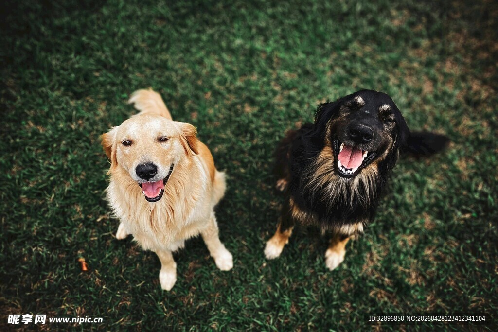 两只萌犬在草地上的欢乐瞬间