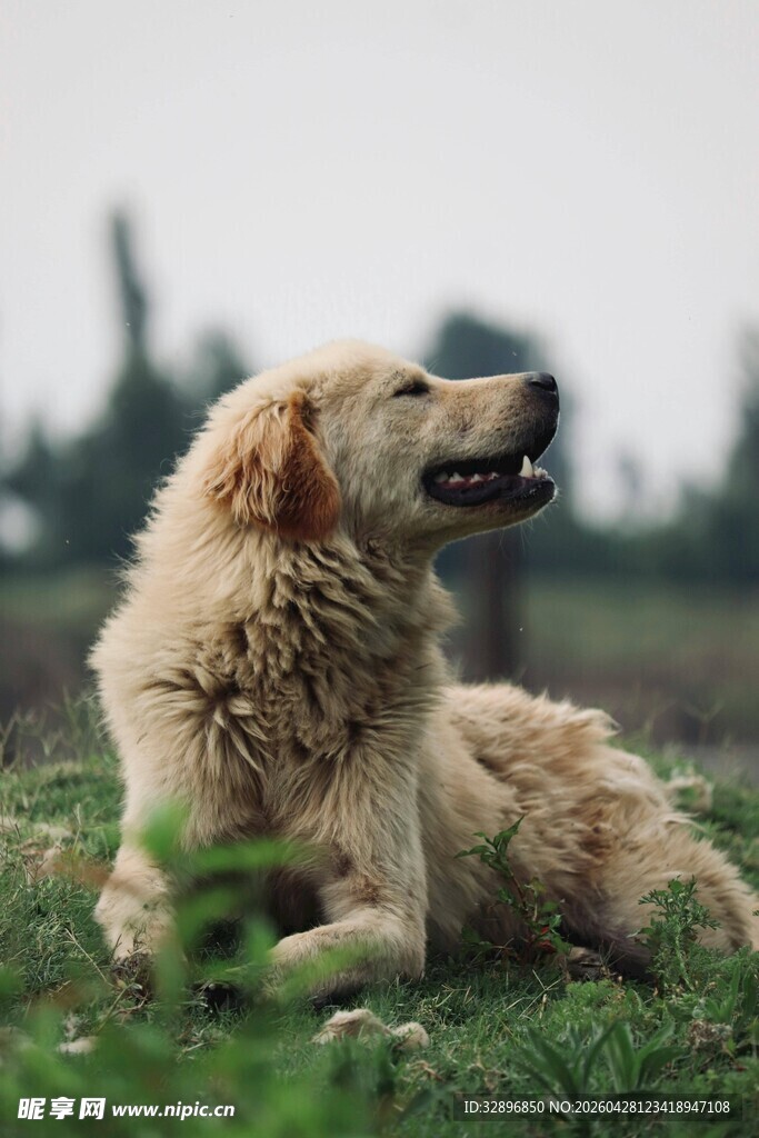 草地上的金毛犬