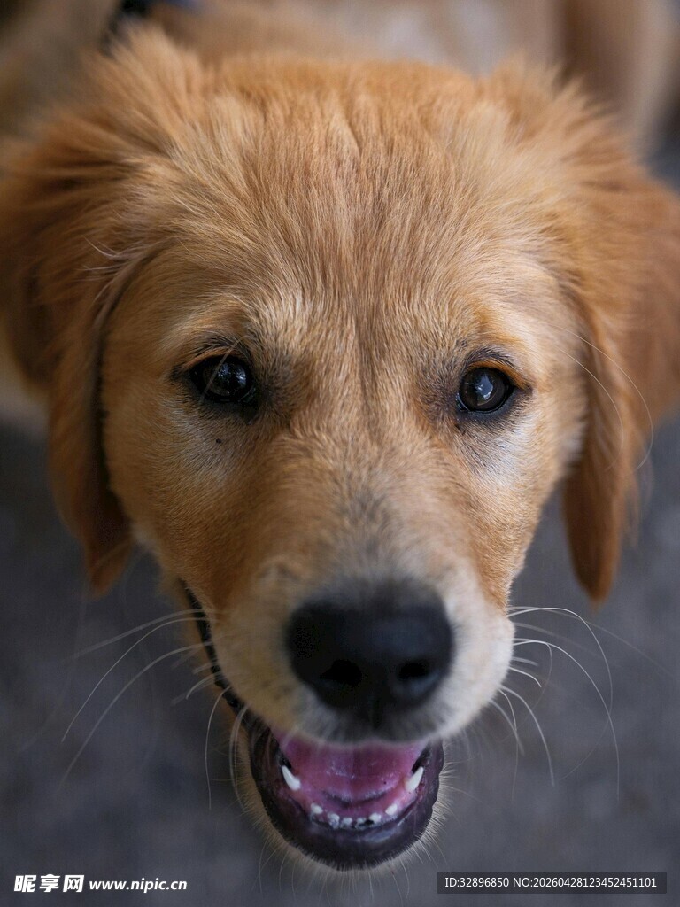 可爱金毛犬张嘴卖萌