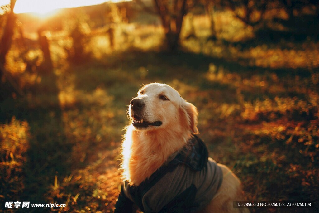 夕阳下的金毛犬