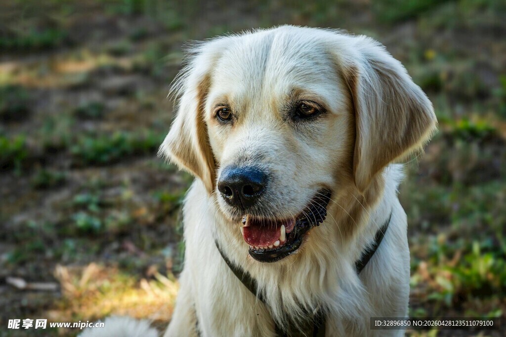 可爱金毛犬户外微笑瞬间