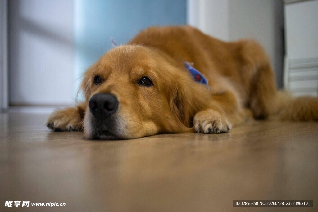 趴着的金毛犬