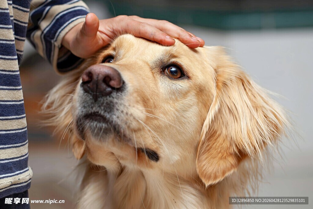 抚摸金毛犬的温馨瞬间