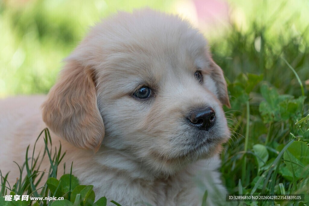 草地上的可爱小金毛犬
