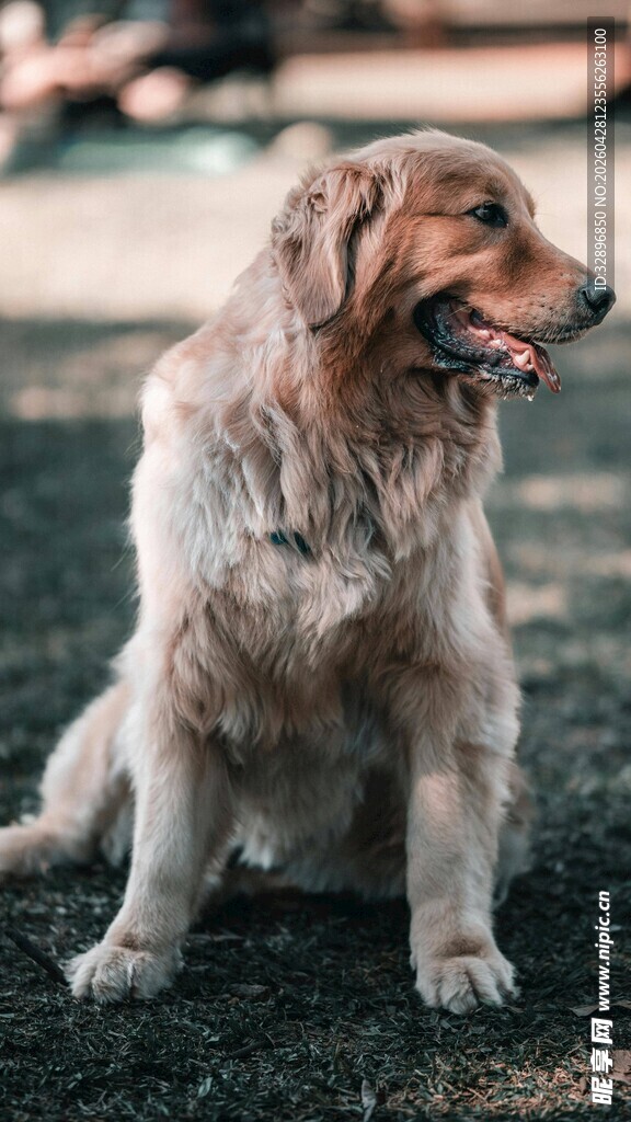 金毛犬户外蹲坐