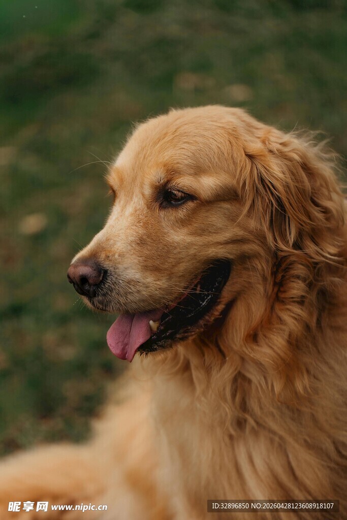 阳光下的金毛犬