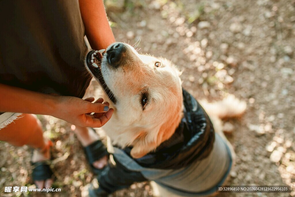人与萌犬亲密互动瞬间