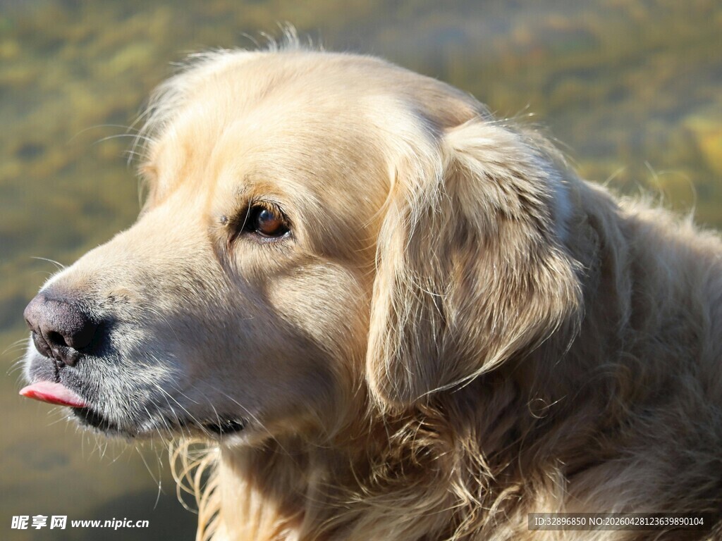 金毛犬特写