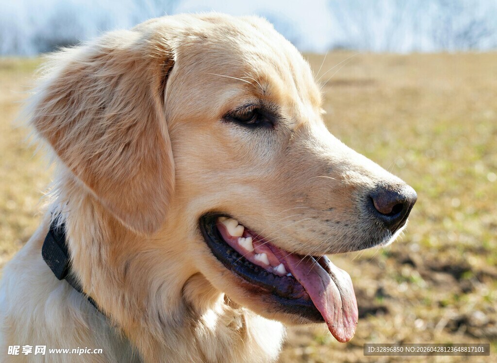 阳光下开心的金毛犬