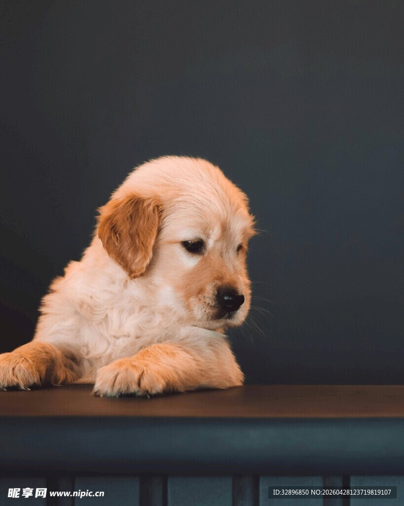 趴着的可爱小金毛幼犬