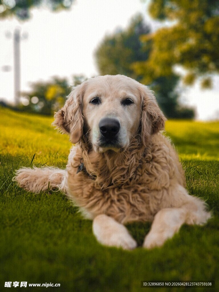 草地上的可爱金毛犬