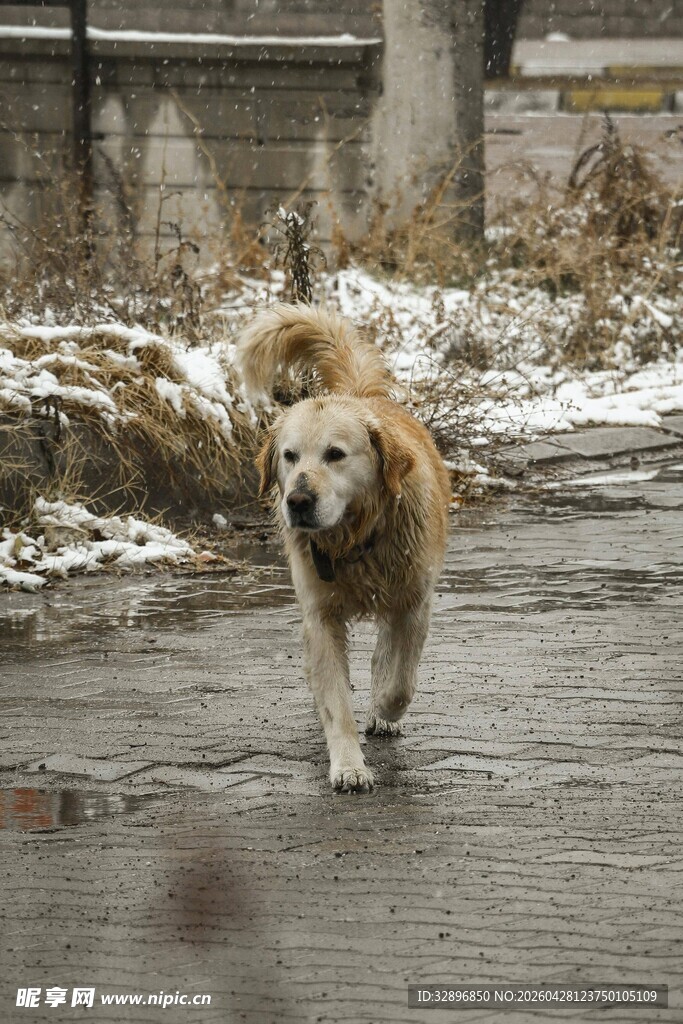 雪地中漫步的金毛犬