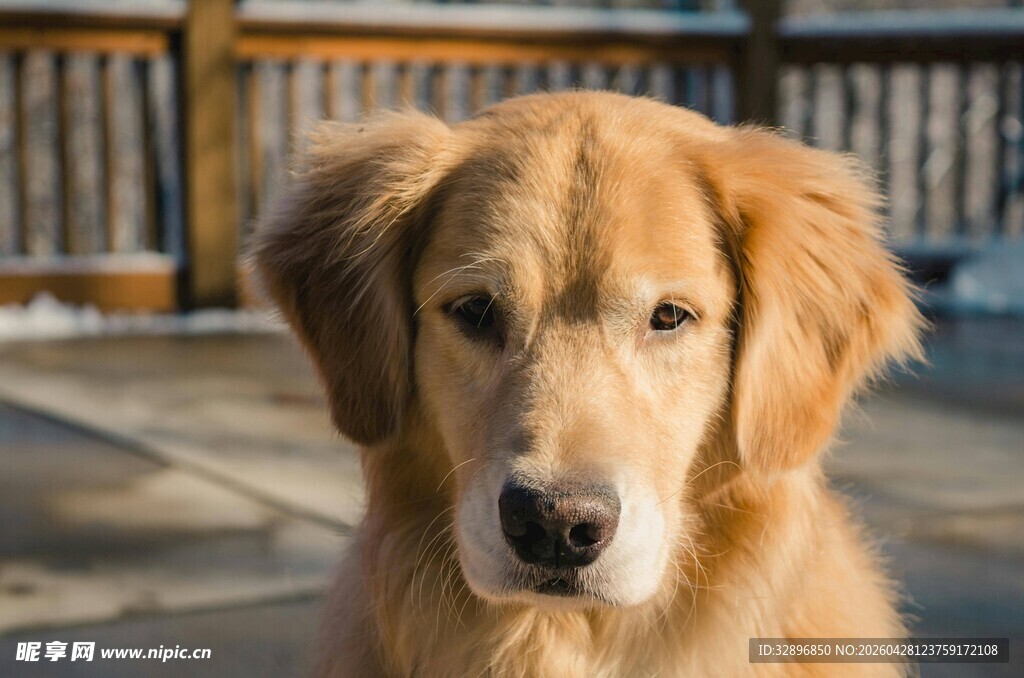 可爱金毛犬户外特写