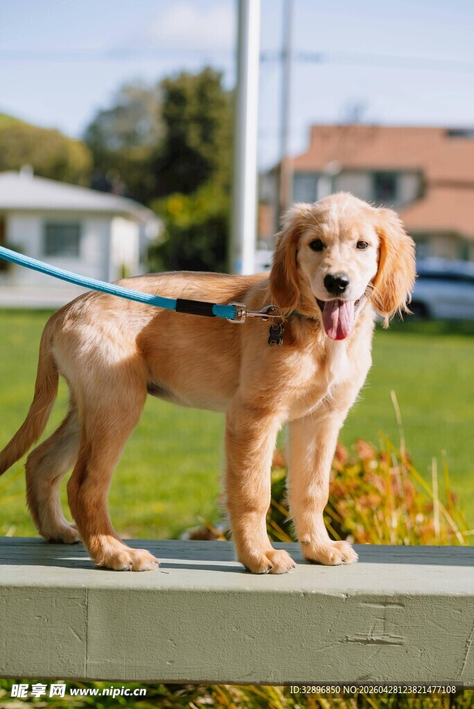金毛犬惬意站立在围栏上