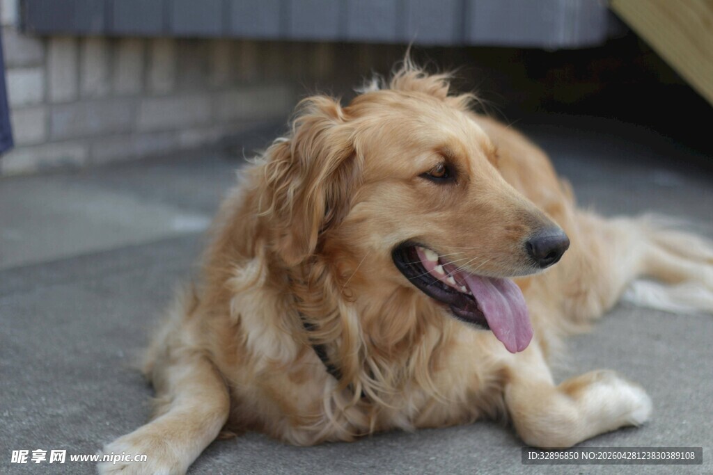 趴地金毛犬惬意模样