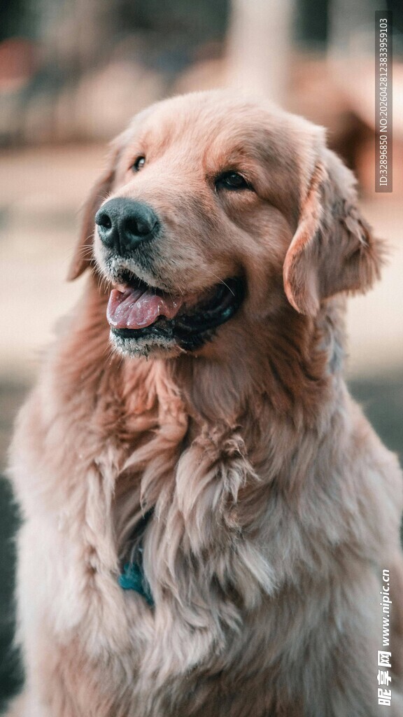 可爱金毛犬的惬意瞬间