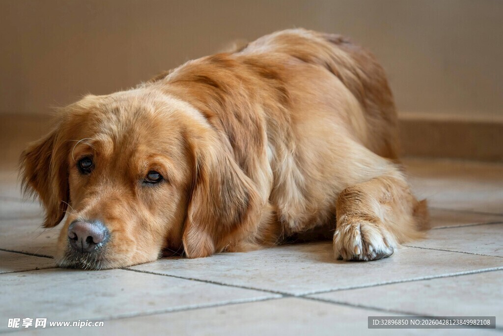 趴着的金毛犬