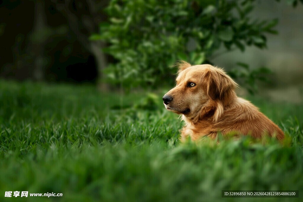 草地上的可爱金毛犬