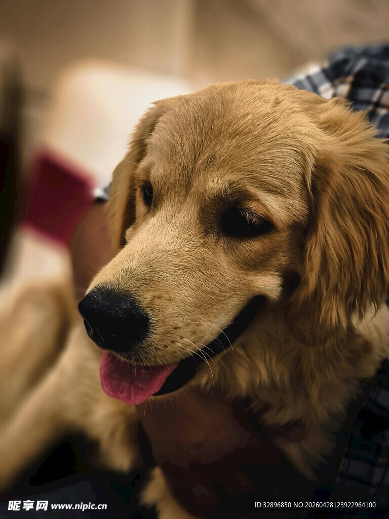 可爱金毛犬的温馨瞬间