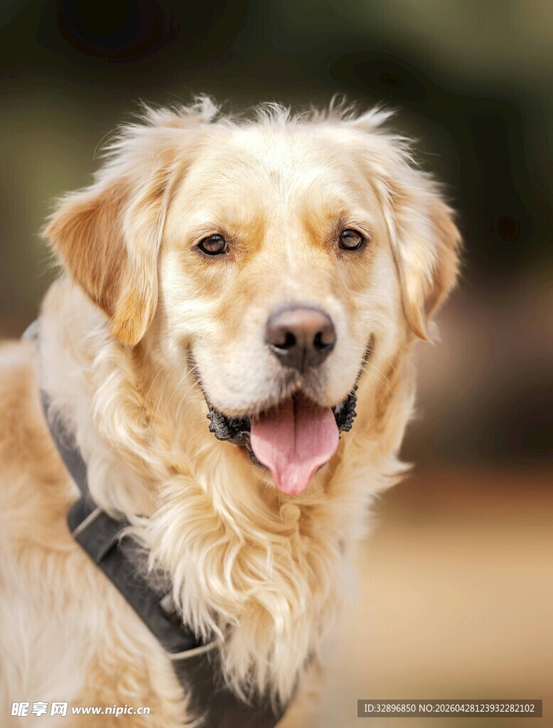 可爱金毛犬露出开心笑容