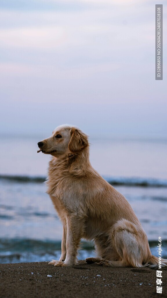 海边静坐的金毛犬