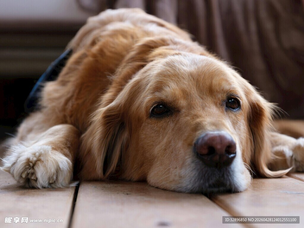 趴着的金毛犬