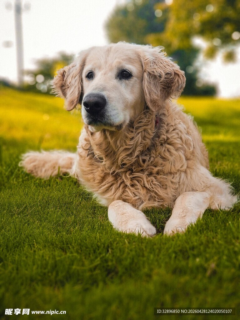 阳光下的金毛犬