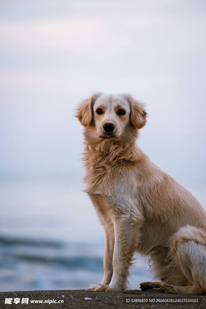 海边静坐的可爱金毛犬