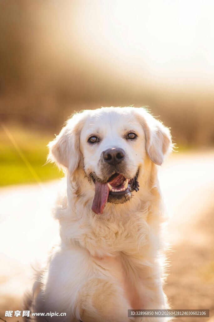 可爱金毛犬户外微笑