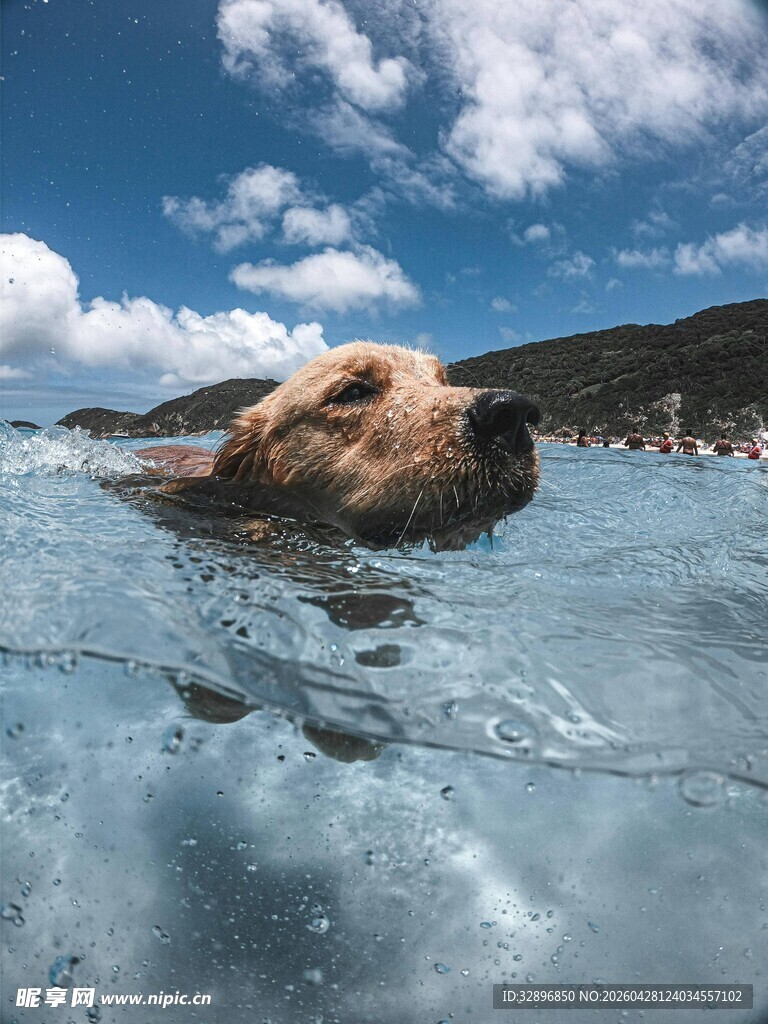 水中畅游的金毛犬