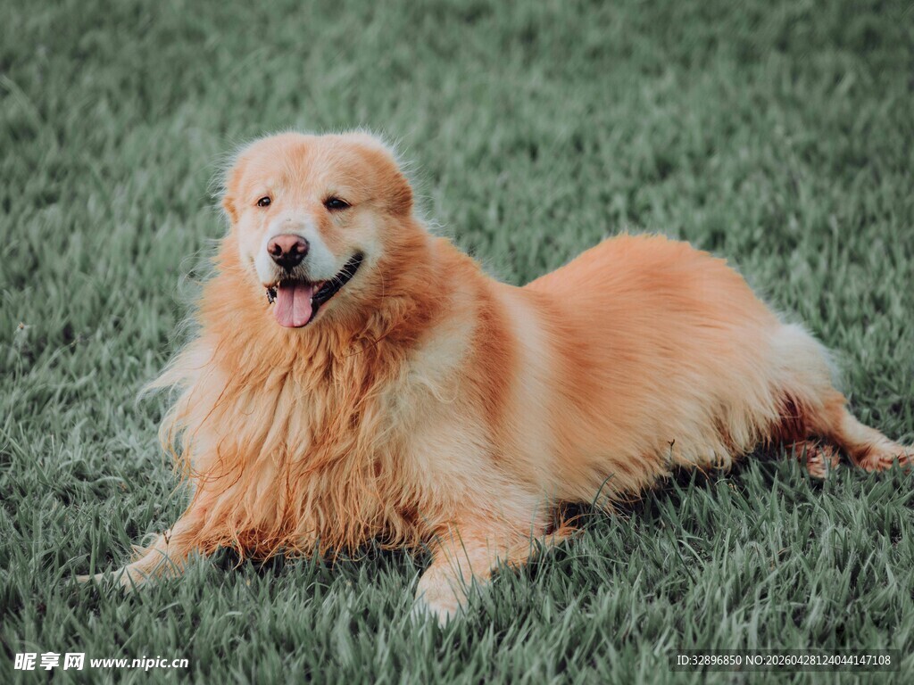 金毛犬惬意躺于绿草地