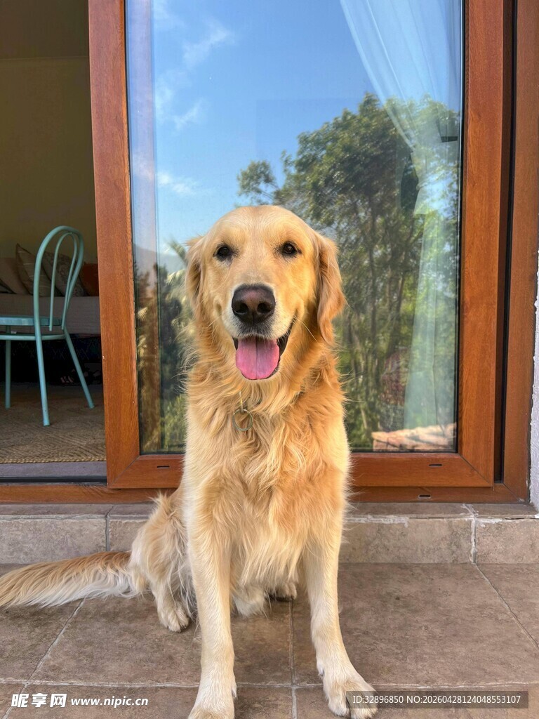 门前可爱金毛犬