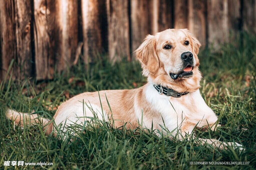 金毛犬悠闲卧于草地