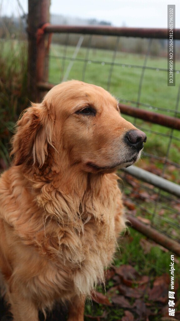 户外站立的金毛犬