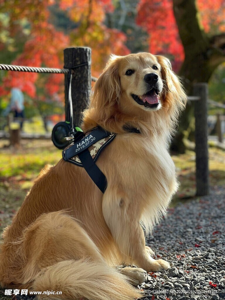 秋日里的可爱金毛犬