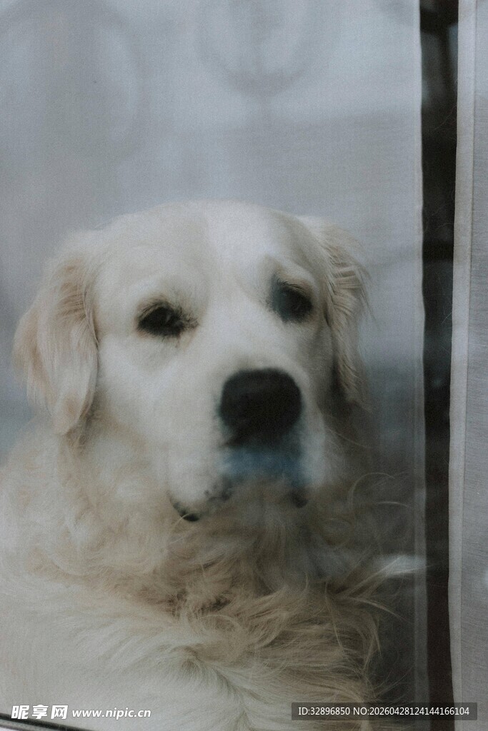 窗边的温顺金毛犬