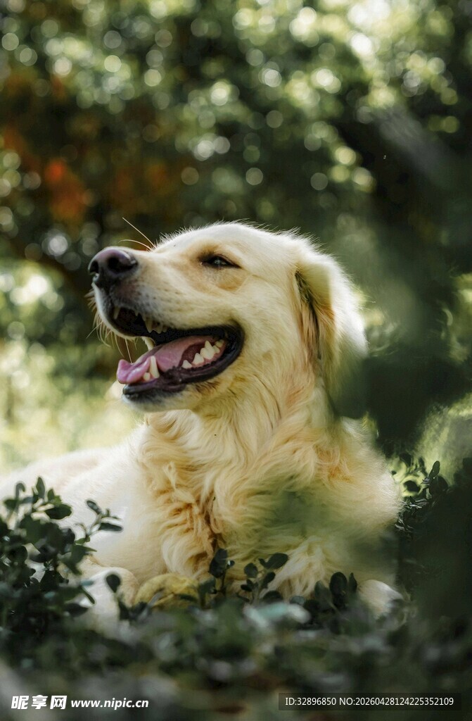 阳光下惬意的金毛犬