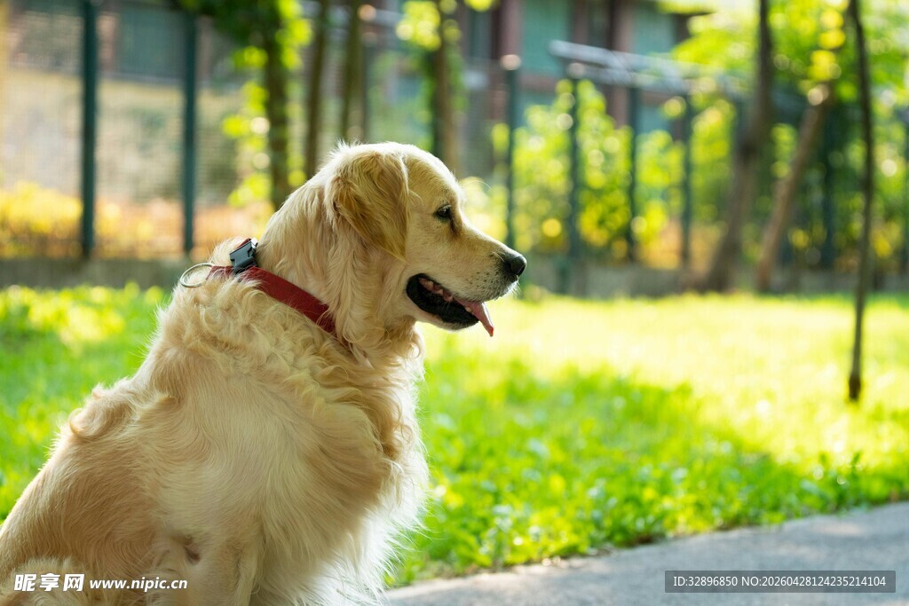 阳光下的金毛犬