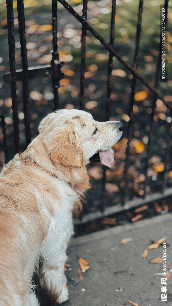 金毛犬望向围栏外